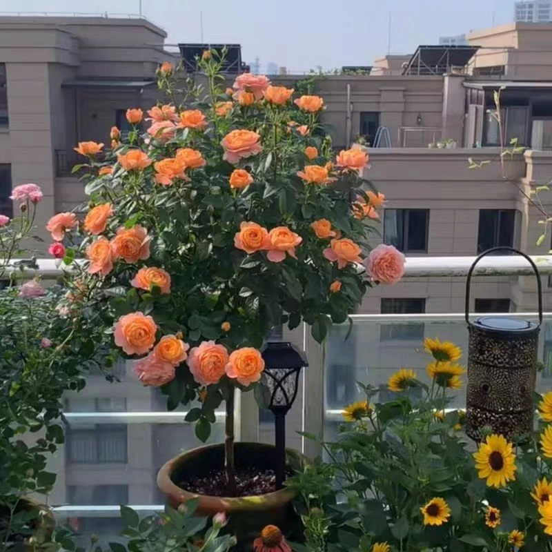 棒棒糖树桩月季四季开花庭院阳台种植盆栽地栽果汁阳台大花浓香
