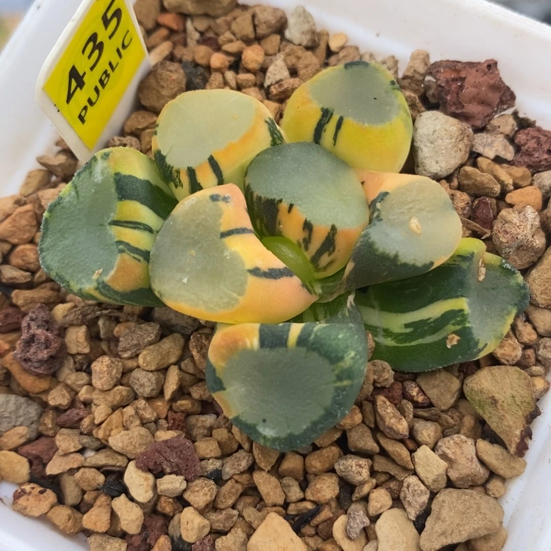 435空门万象锦一物一拍