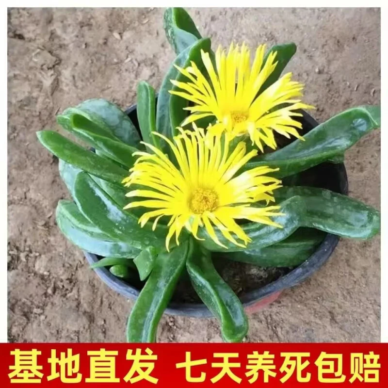 基地直发佛手托金懒人名贵花四季开花黄花阳台庭院好养绿植多肉