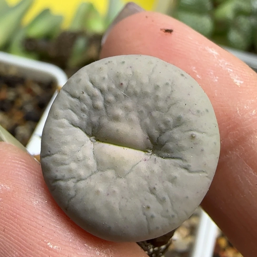 欣***荣9-24-当天满38包邮大奶油1.9cm