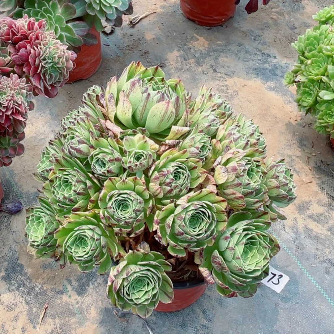 273绿魔多肉法师