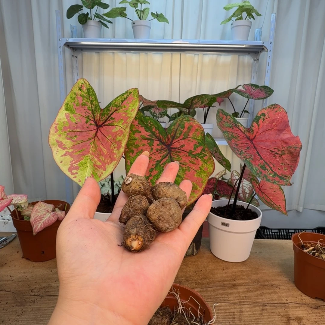 无花朵盲球5个，1-2公分福利无售后