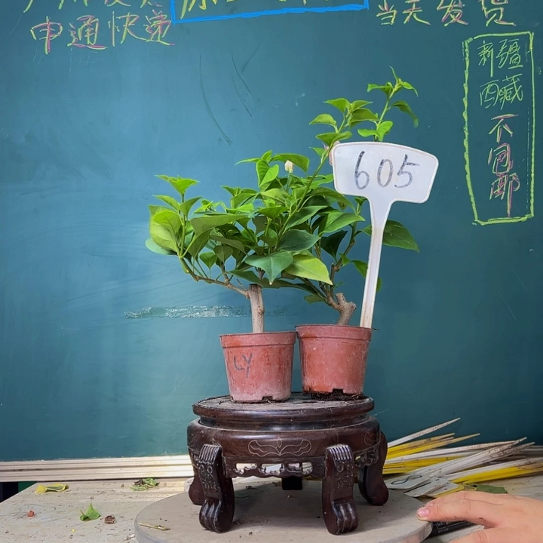 当前无花栽培后可以开花绿樱掌中宝 广红樱掌中宝 605