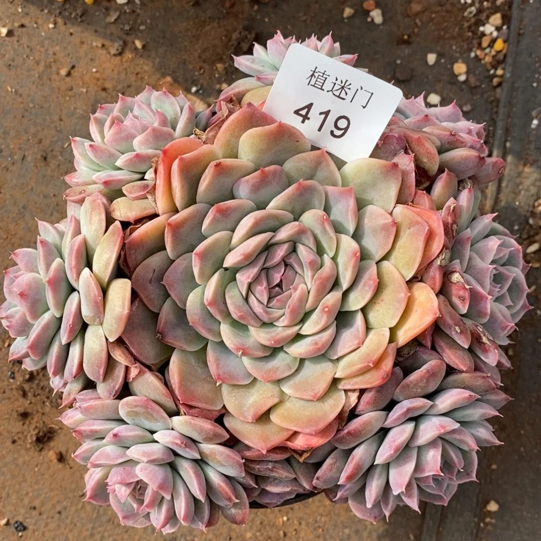 清****༇杂交精品多肉419