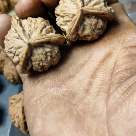 諹***核桃40盘山三棱核桃