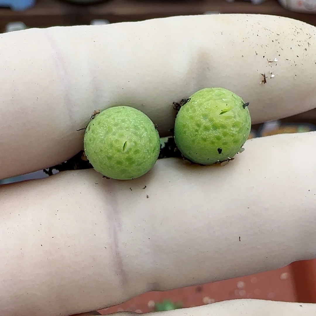 311恐龙蛋福利福利