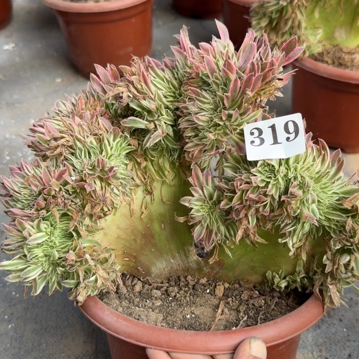 夕颜法师了缀化319