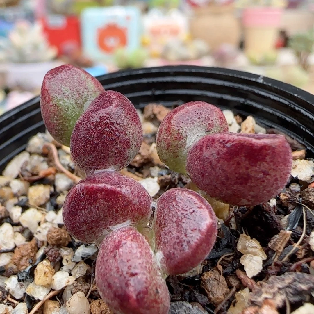 艾薇水泡 盆口3cm