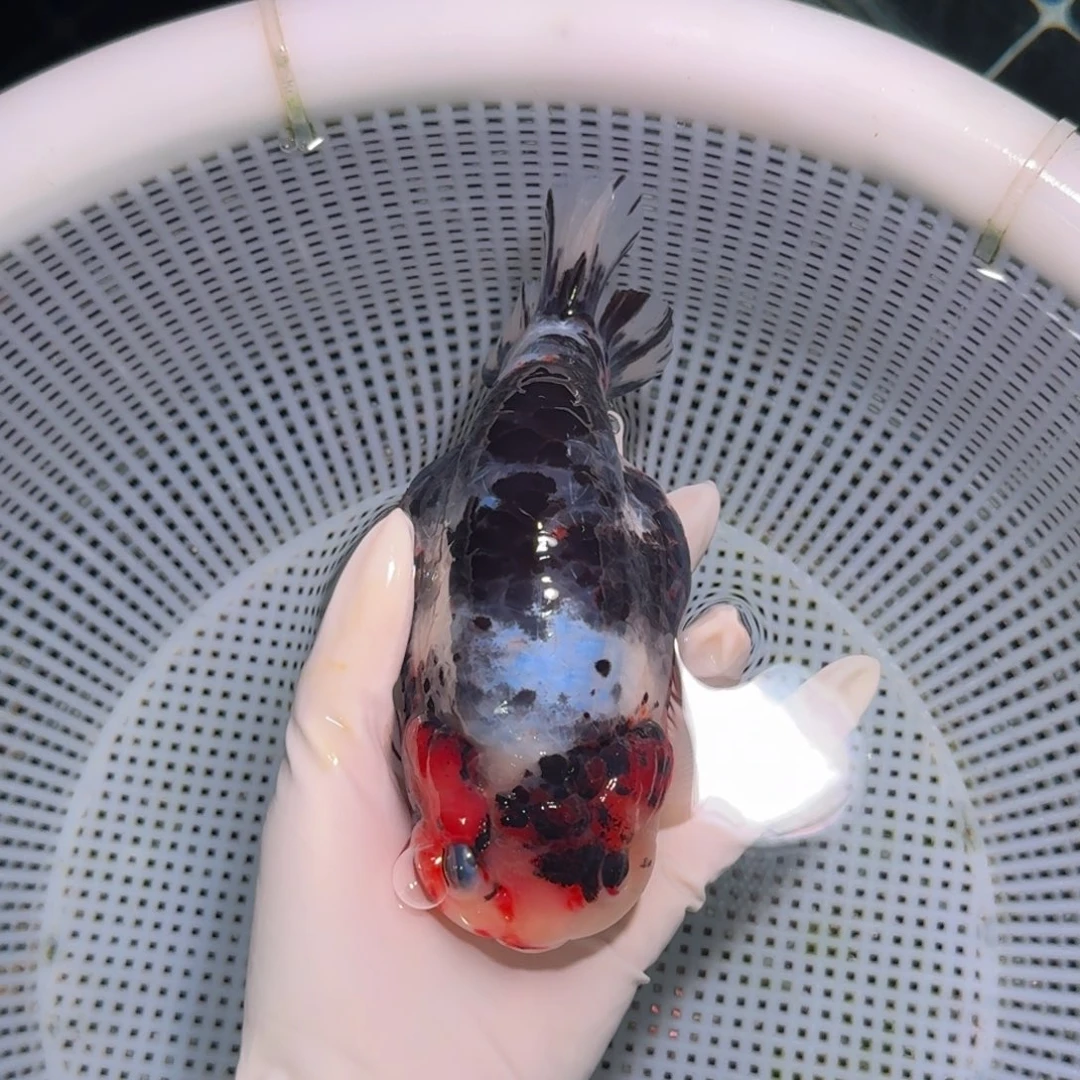 金鱼类不分公母15