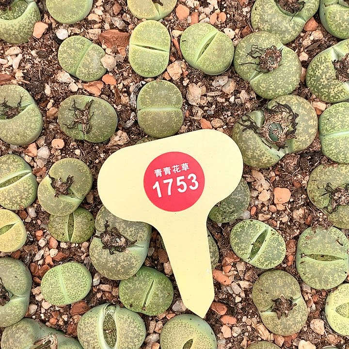 绿紫熏非常非常好看