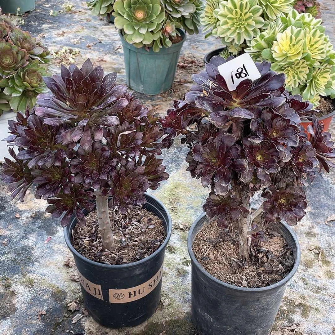 1081法师植物组合