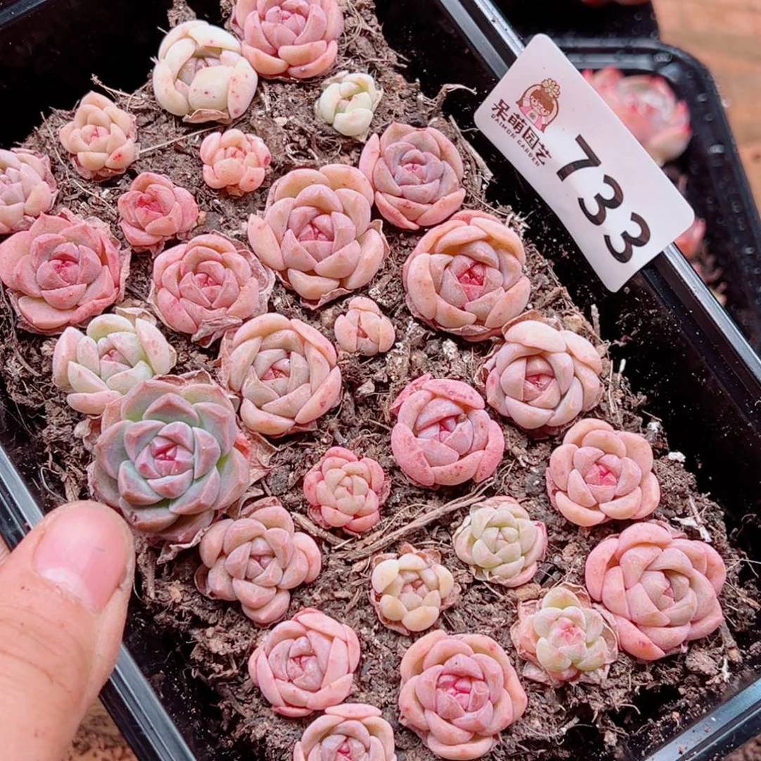 多肉植物多肉植物