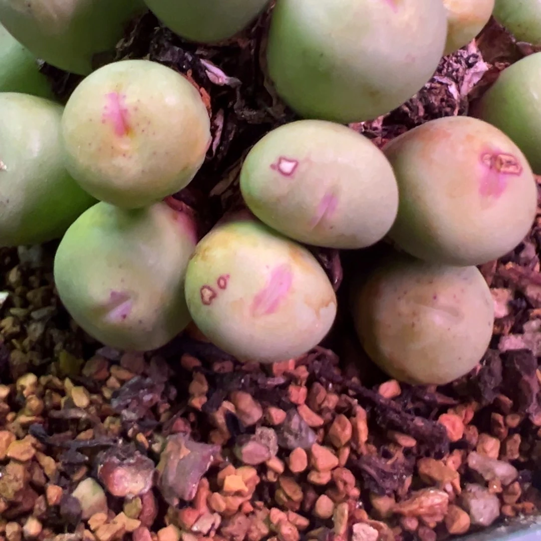 墨*福利款 特价出 肉锥植物