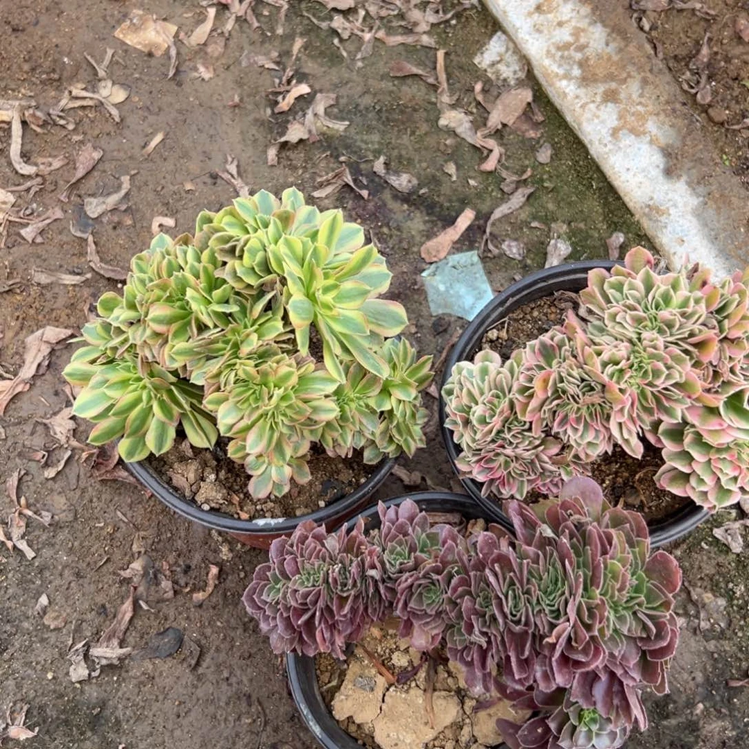 852多肉3颗缀化不包断头