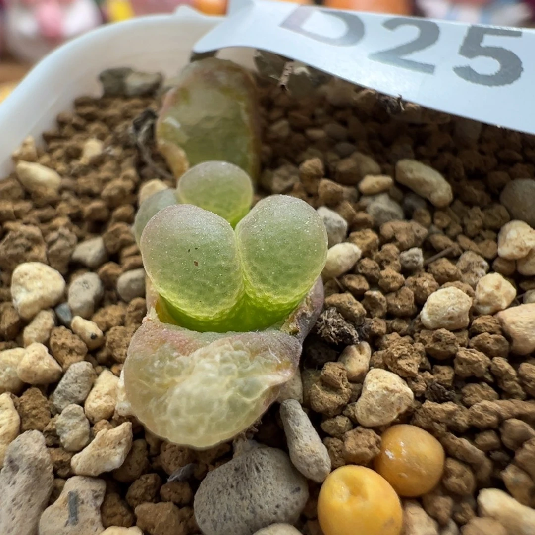 雨**?257优选1453.9樱花双头