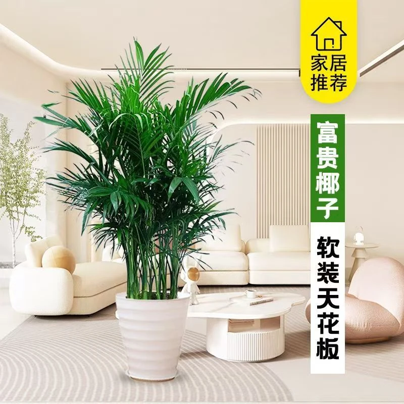 散尾葵盆栽花卉室内大型四季绿植凤尾竹好养活客厅办公室绿植盆栽