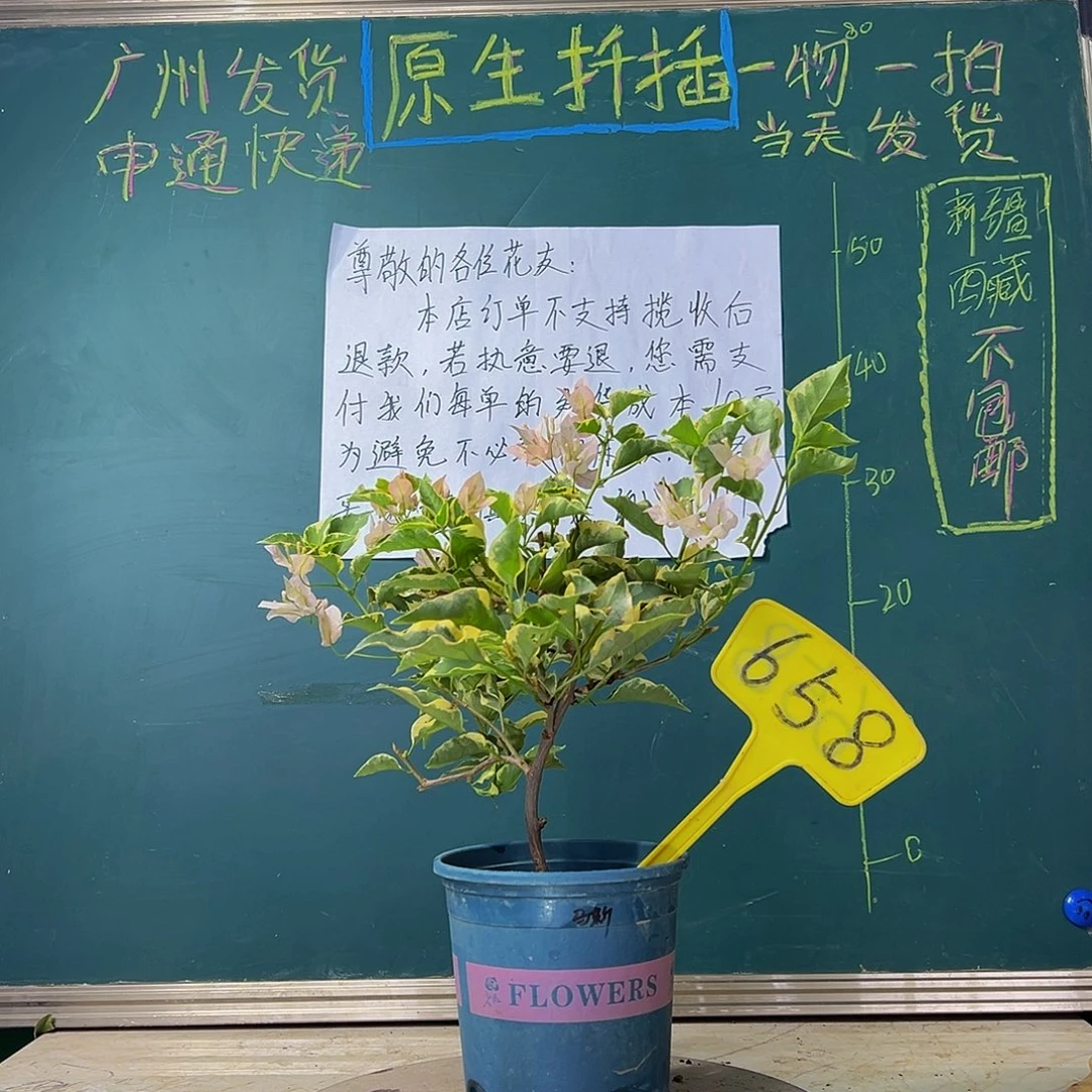 当前无花栽培后可以开花 福利 马斯  658