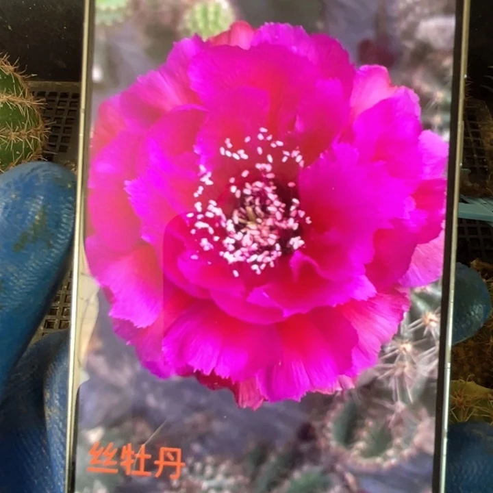 丝牡丹5公分左右侧芽满18包邮