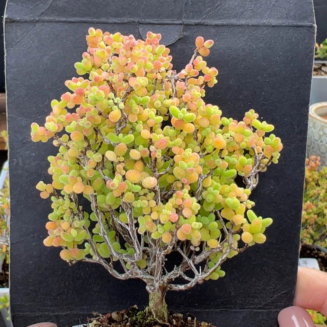 【闪购商品】dy6130精控老桩粗腿蜜橘冠幅6cm
