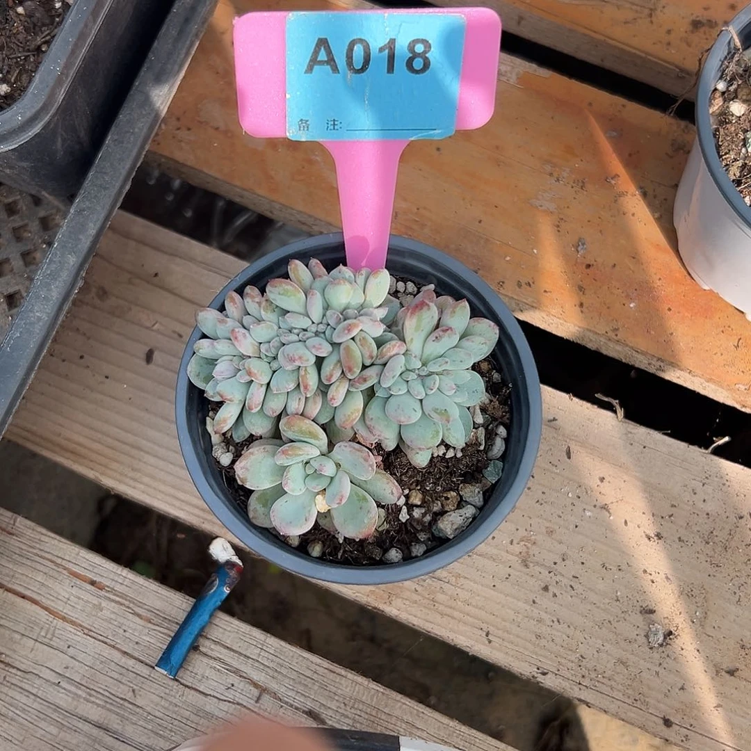 安***多肉植物一物一拍