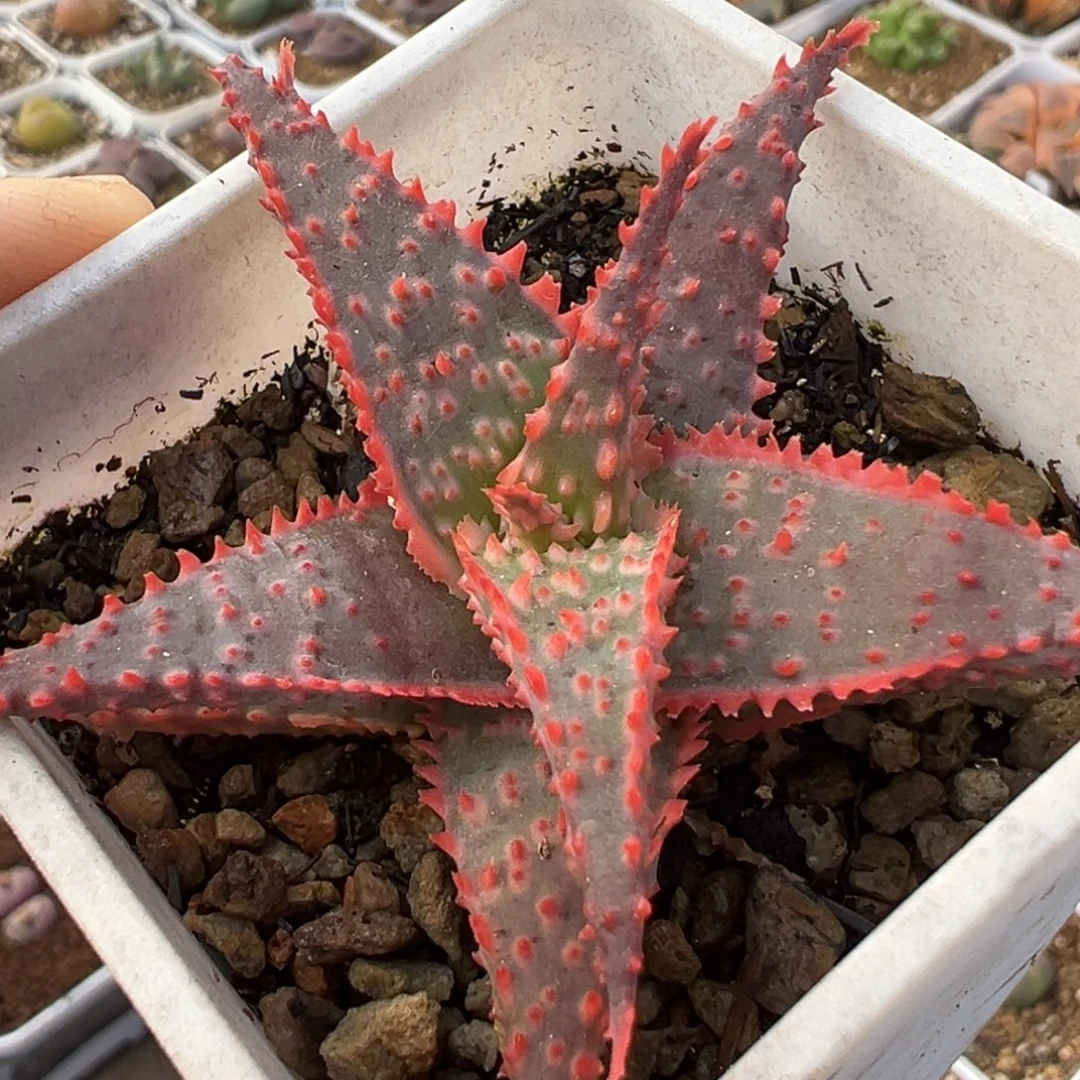 874多肉植物种类多样