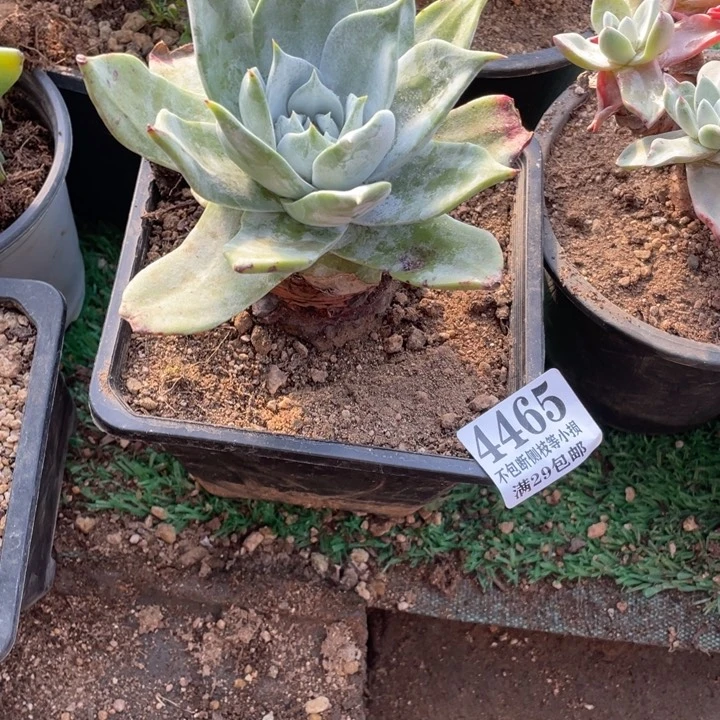 春**复465号牡丹苹果叶多肉