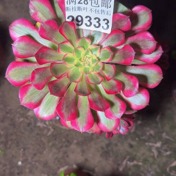 29333祝融不包断枝