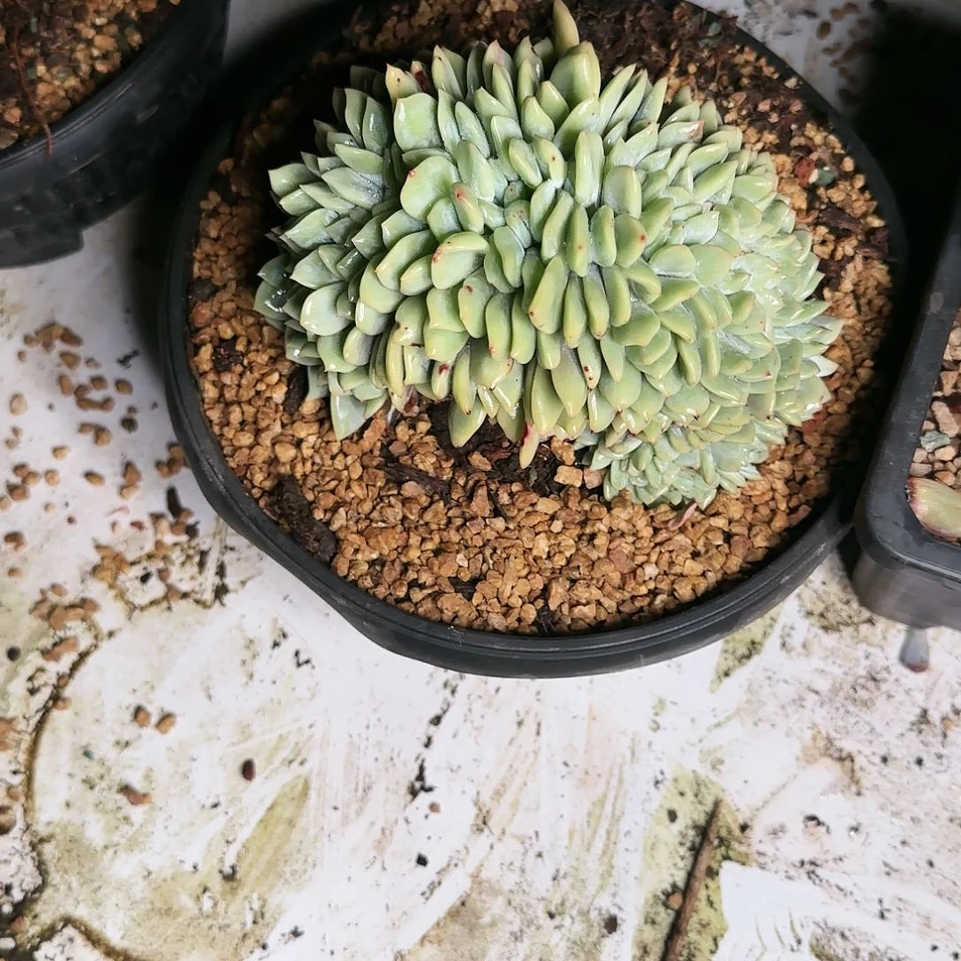 陌**开101号             85     肉