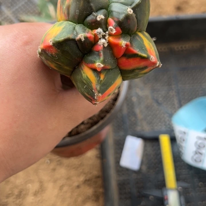 苗接龟甲鸾锦仙人球1940号