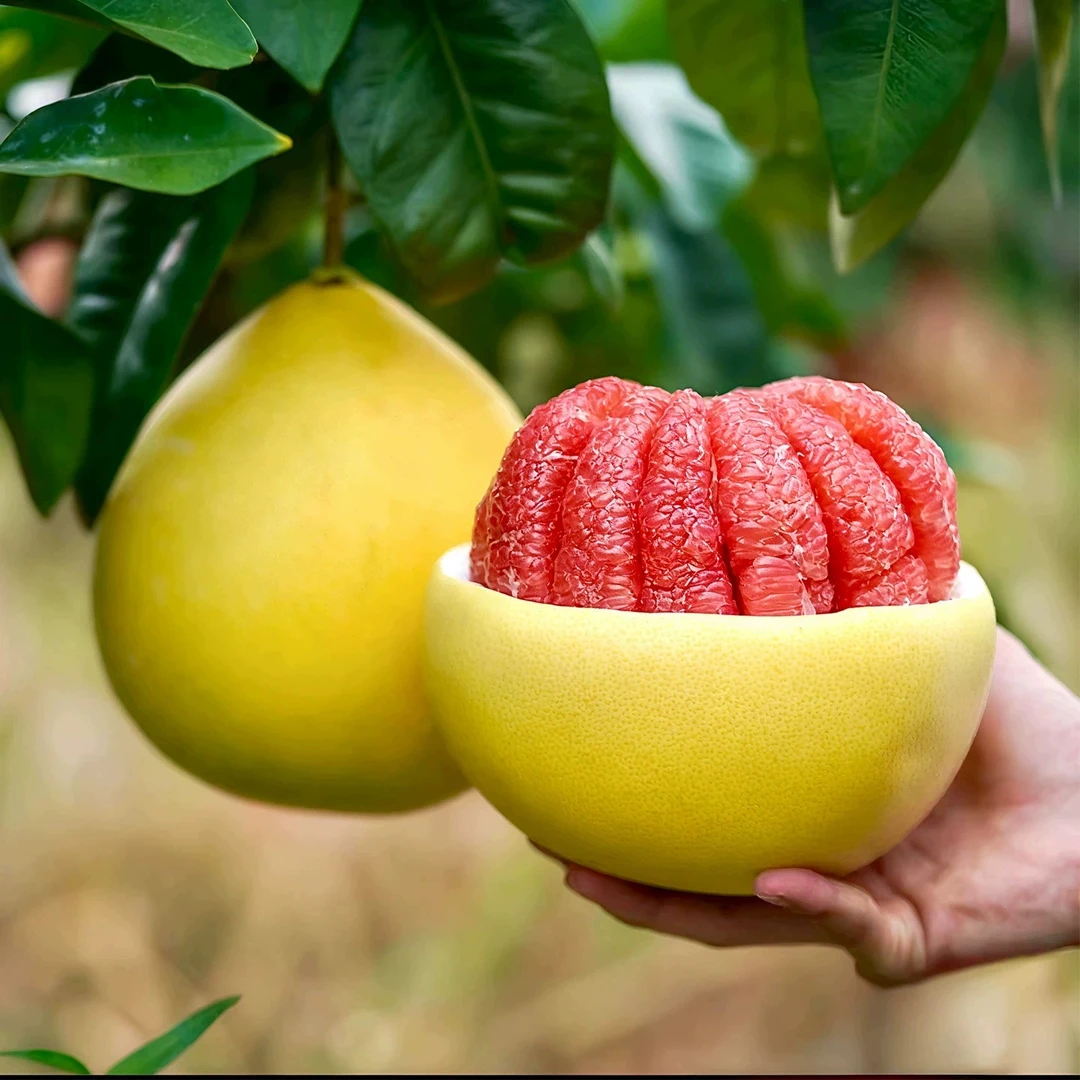 【尝鲜价】三红红心蜜柚子中秋水果酸甜可口产地直发