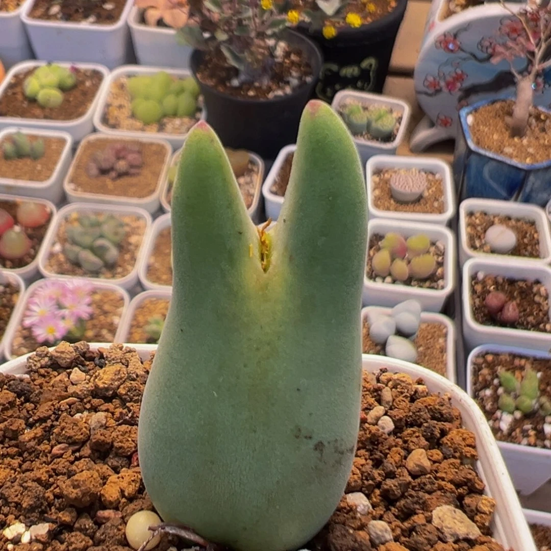 99多肉植物百科植物