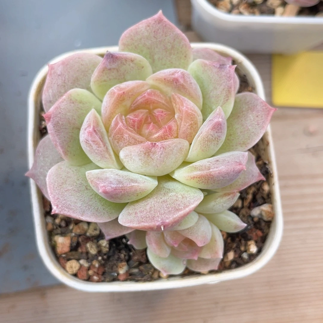 优选梦幻泡影1625