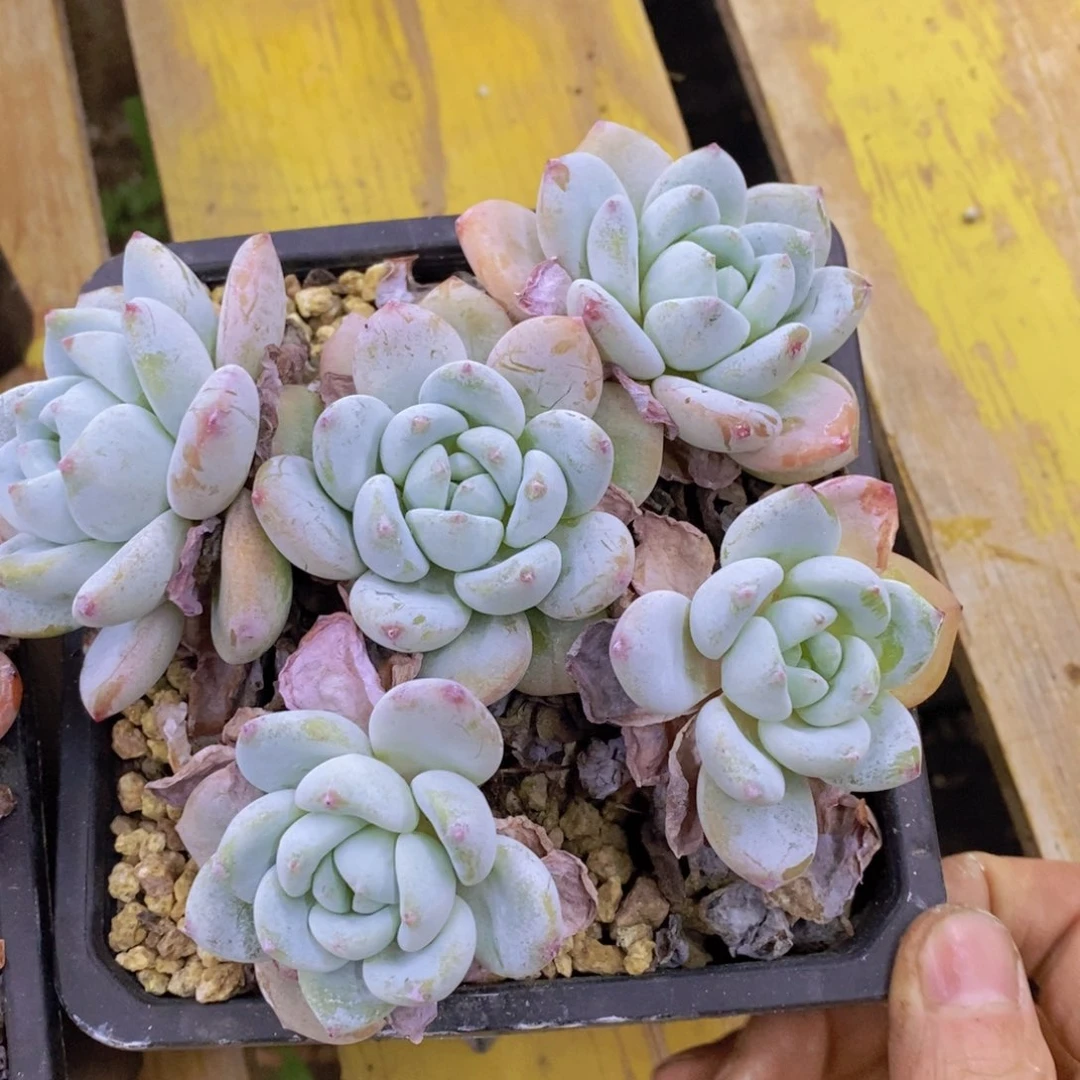 双十一场，11.10晚上