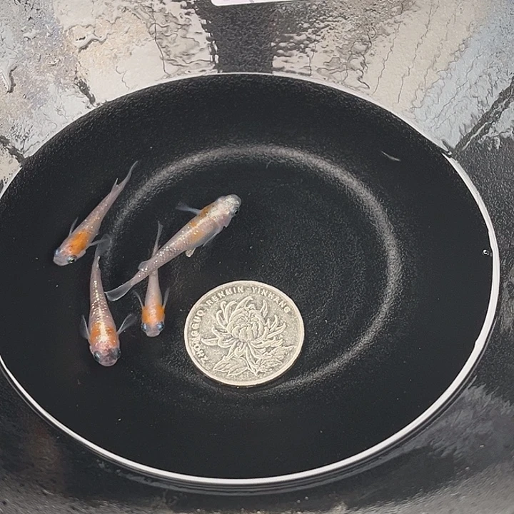 青鳉鱼醒狮4条63号
