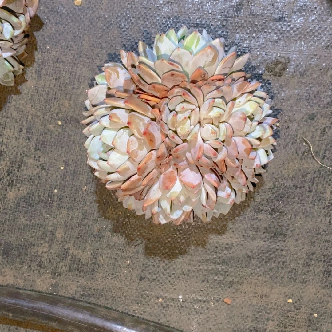 花**忧星影自然群00000