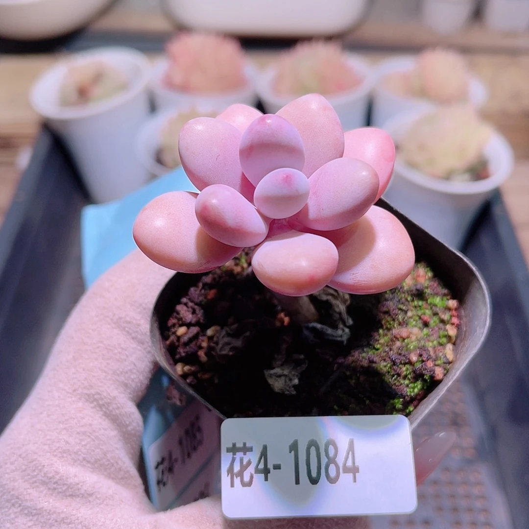 花利美4-1084桃蛋