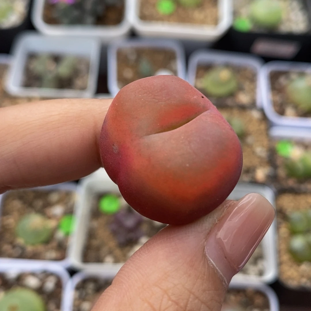 2.6cm多肉植物263
