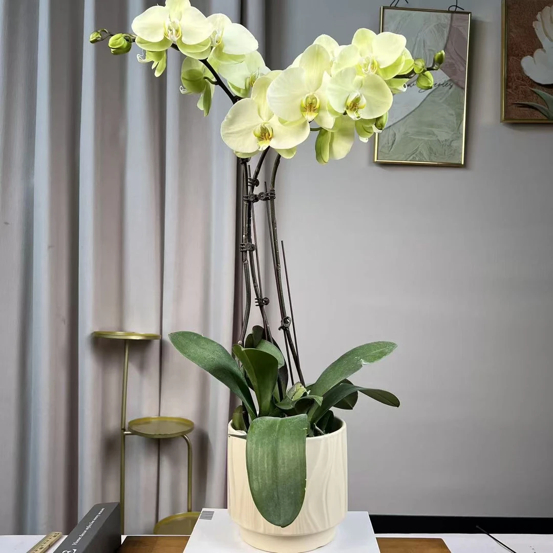 蝴蝶兰《绿地球》绿色系清新养眼大花 基地直发