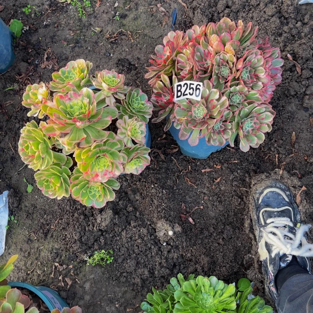 两颗法师26/////43包邮