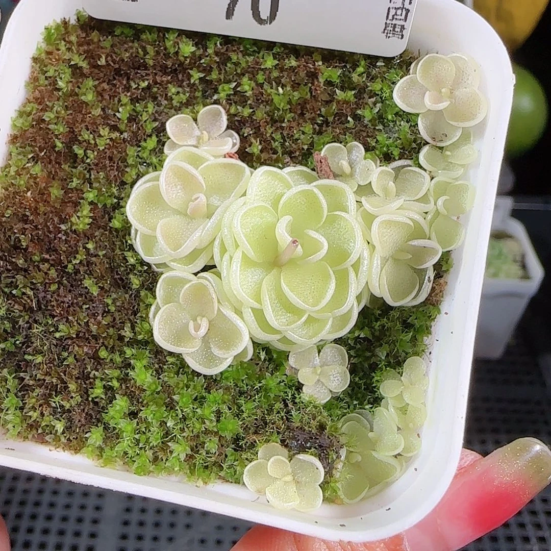 0917---70爱丽丝，