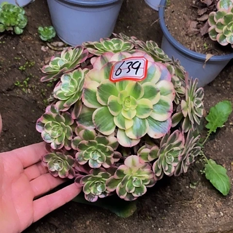 海神老桩捧花629号