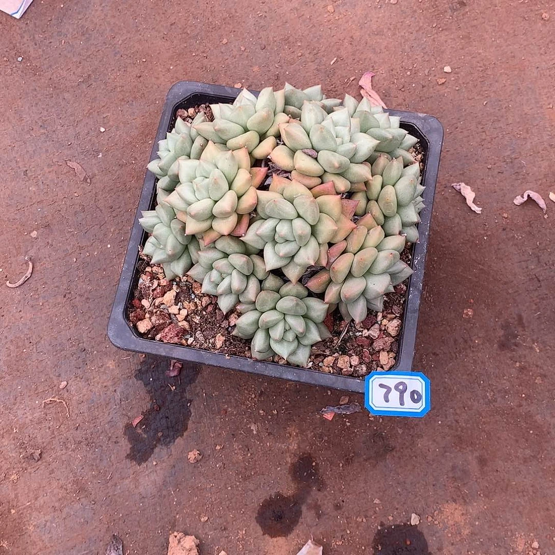790象牙一物一拍多肉