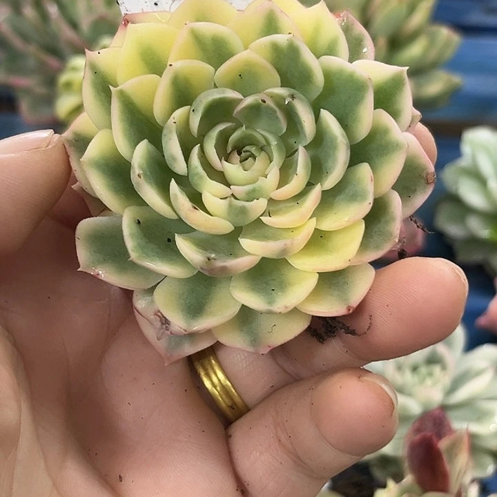 782沙漠玫瑰彩锦炸多肉植物