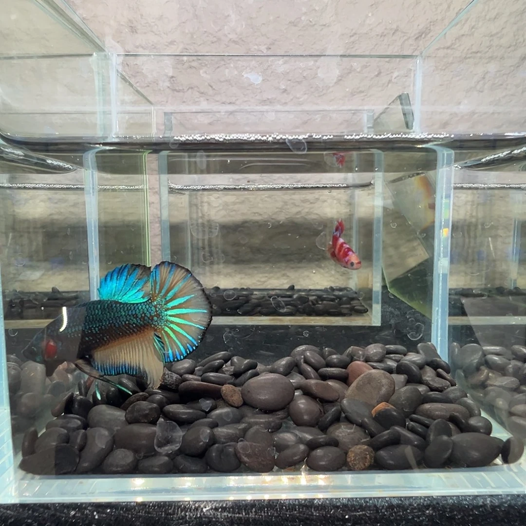 斗鱼阿浩泰斗27日47