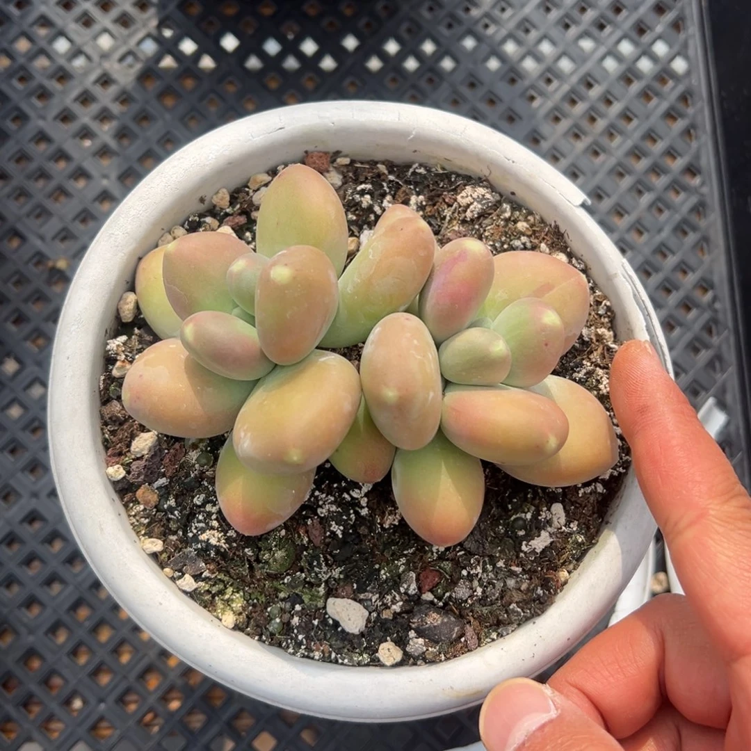 张张精品多肉刚果