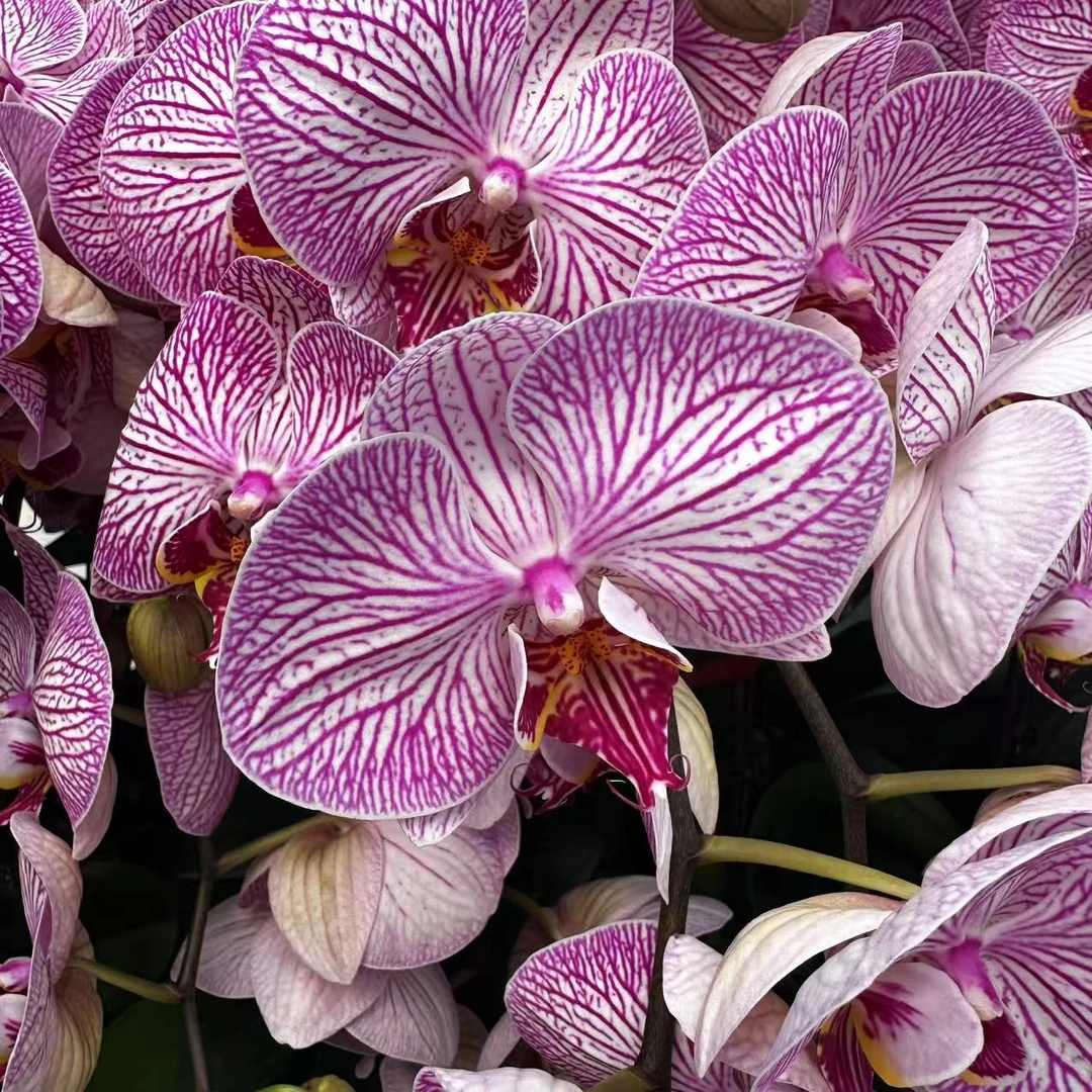 【大条纹】蝴蝶兰