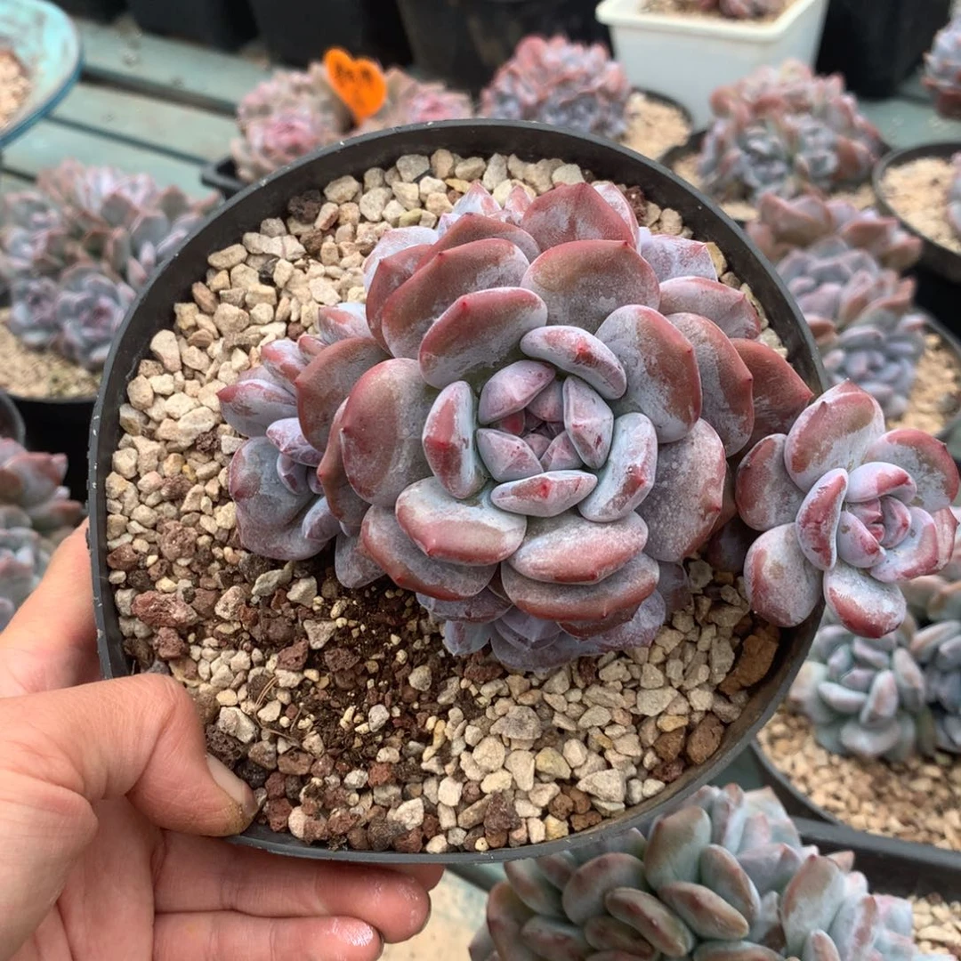 无花朵哈哈哈哈哈哈哈哈哈8