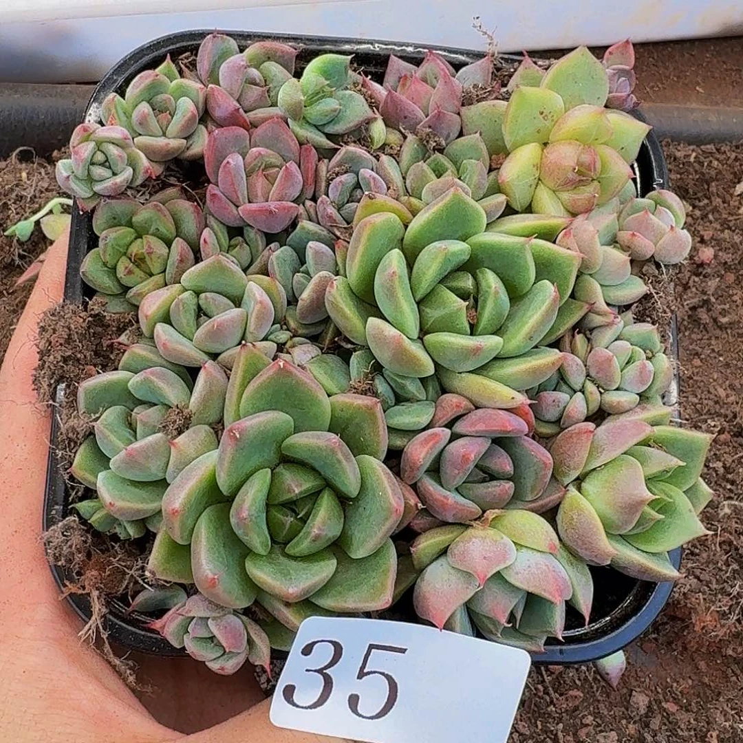 多肉植物多肉植物35