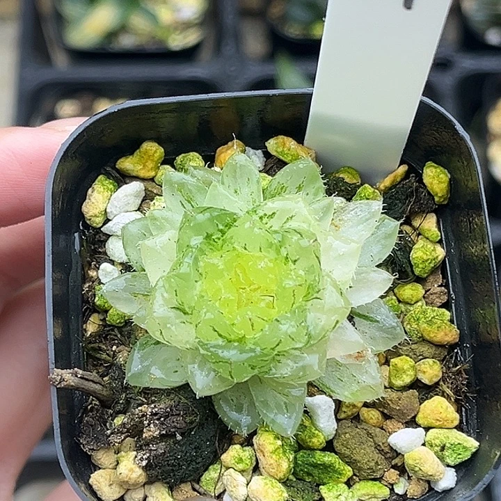 121翠云玉露锦头家多肉十二卷