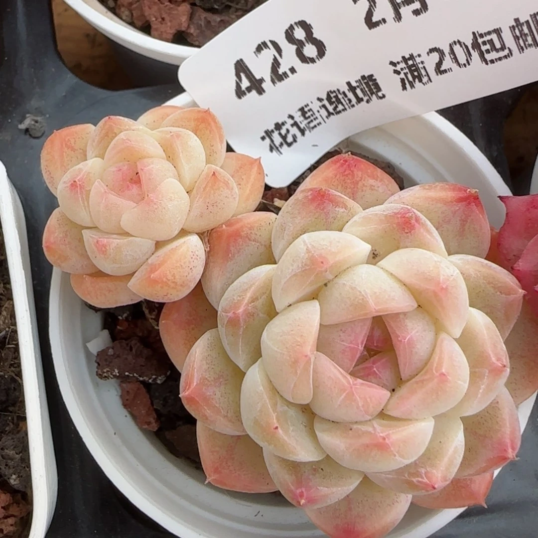 花语逸境0213-428